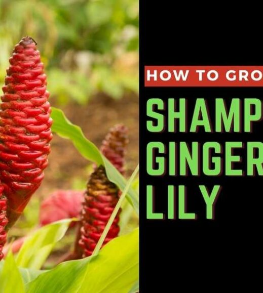 Learn how to grow Shampoo Ginger.