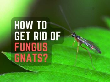 Looking to eliminate fungus gnats?