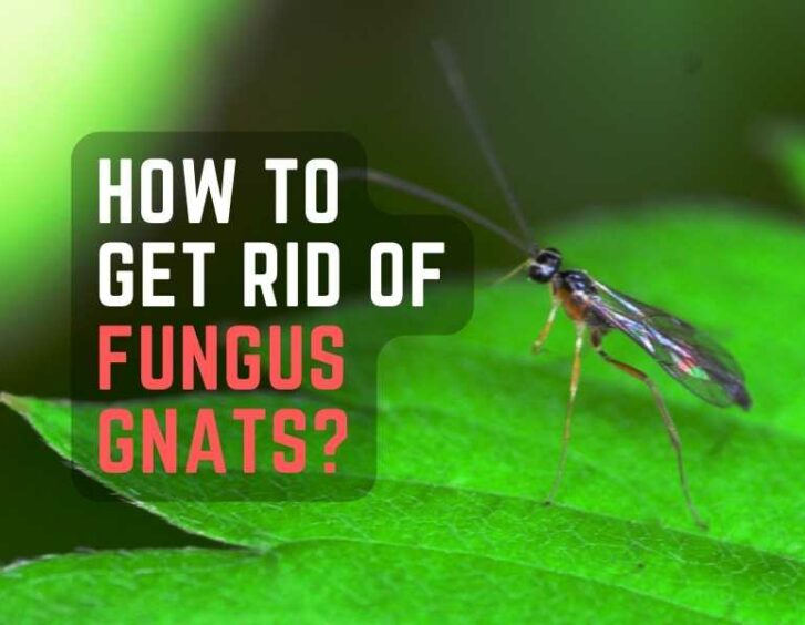 Looking to eliminate fungus gnats? Looking to eliminate fungus gnats?