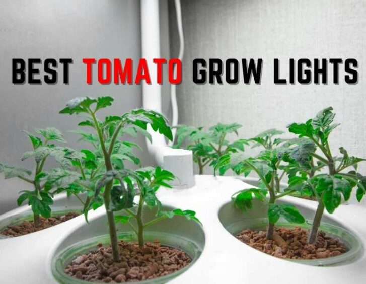 Top grow lights for tomato plants in the flowering stage. Top grow lights for tomato plants in the flowering stage.