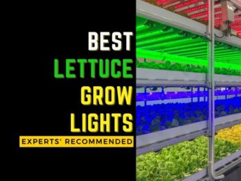 Top lettuce grow lights expert recommended for the flowering stage.