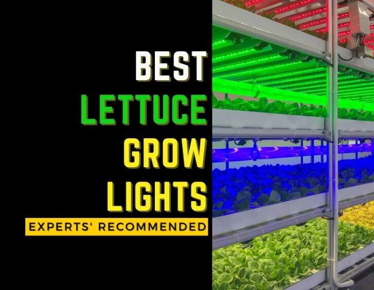 Top lettuce grow lights expert recommended for the flowering stage. Top lettuce grow lights expert recommended for the flowering stage.