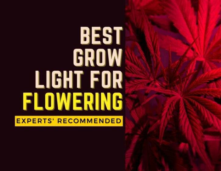 Top grow light recommended for experts who specialize in flowering. Top grow light recommended for experts who specialize in flowering.