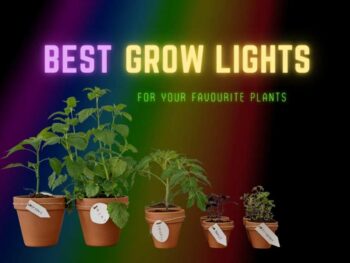 Best grow lights for your flowering plants.