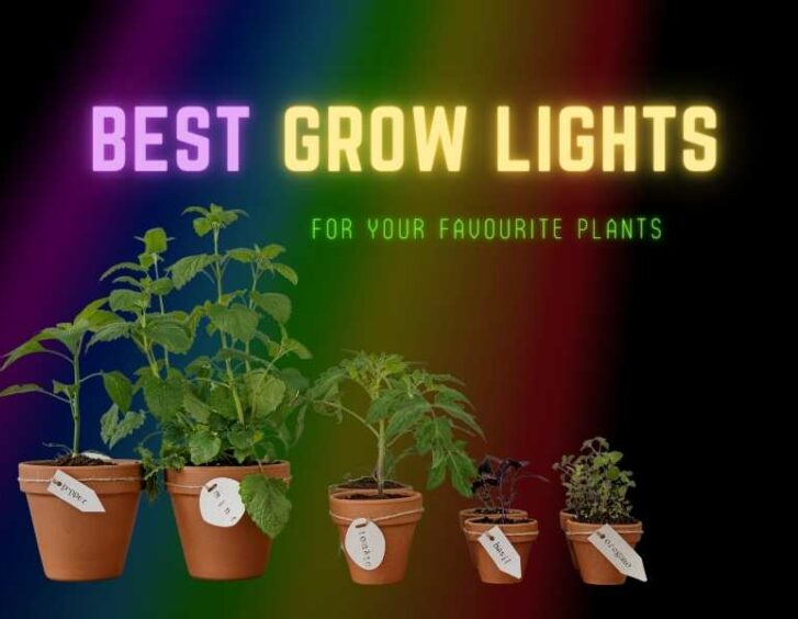 Best grow lights for your flowering plants. Best grow lights for your flowering plants.