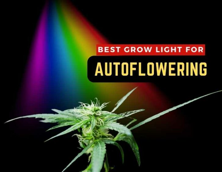 The best grow light for flowering autoflowering plants.  The best grow light for flowering autoflowering plants.