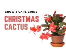 Guide on caring for a beautiful Christmas cactus. Guide on caring for a beautiful Christmas cactus.