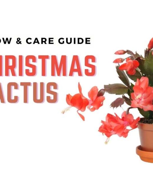 Guide on caring for a beautiful Christmas cactus. Guide on caring for a beautiful Christmas cactus.