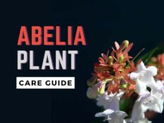 Guide to caring for the beautiful Abelia plant in your garden. Guide to caring for the beautiful Abelia plant in your garden.