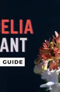 Guide to caring for the beautiful Abelia plant in your garden.