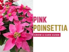 Guide on growing and caring for the beautiful pink poinsettia plant. Guide on growing and caring for the beautiful pink poinsettia plant.
