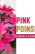 Guide on growing and caring for the beautiful pink poinsettia plant.