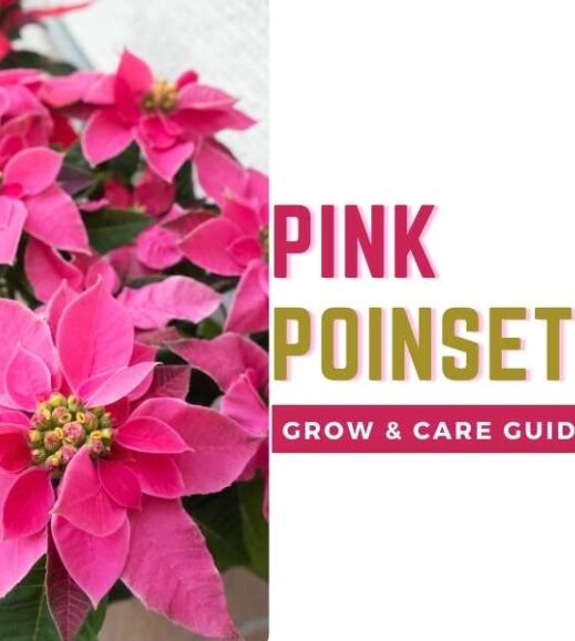 Guide on growing and caring for the beautiful pink poinsettia plant.