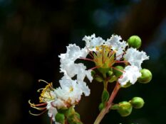 A close up of a white Acoma Crape Myrtle flower with green leaves. A close up of a white Acoma Crape Myrtle flower with green leaves.