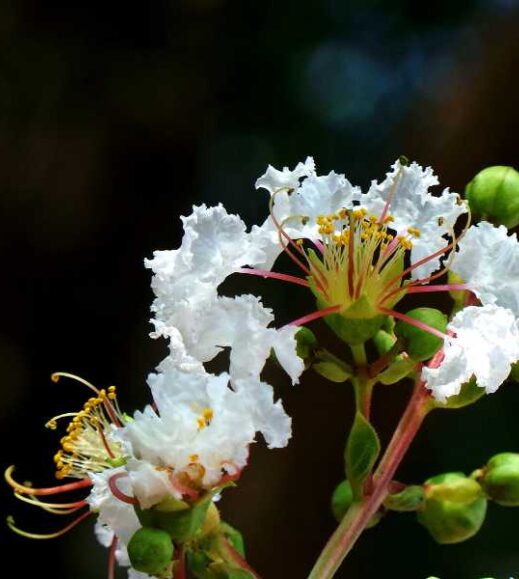 A close up of a white Acoma Crape Myrtle flower with green leaves. A close up of a white Acoma Crape Myrtle flower with green leaves.