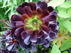 A dark purple Aeonium flower among green leaves in the garden. A dark purple Aeonium flower among green leaves in the garden.