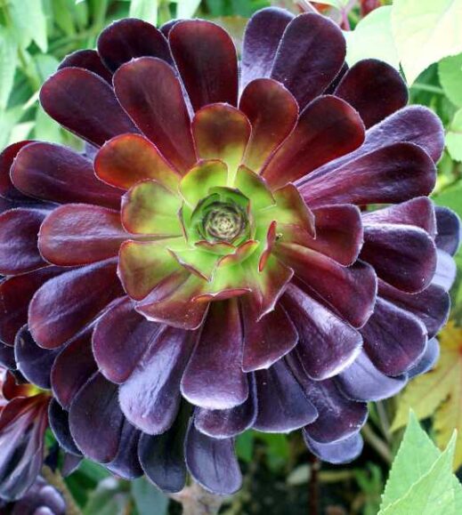 A dark purple Aeonium flower among green leaves in the garden.
