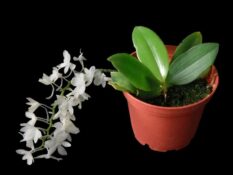 A white Aerangis orchid in a pot against a black background. A white Aerangis orchid in a pot against a black background.