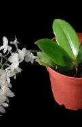 A white Aerangis orchid in a pot against a black background.