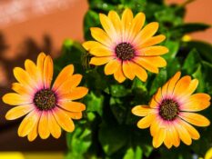 Three vibrant African daisies in a yellow pot on a wooden table. Three vibrant African daisies in a yellow pot on a wooden table.
