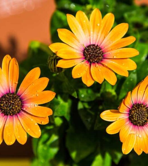 Three vibrant African daisies in a yellow pot on a wooden table.