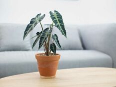An African Mask plant sits on a table in front of a couch. An African Mask plant sits on a table in front of a couch.
