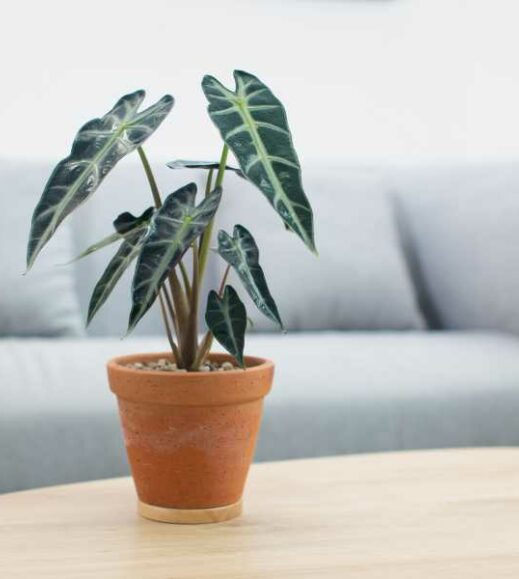 An African Mask plant sits on a table in front of a couch. An African Mask plant sits on a table in front of a couch.