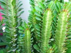 An African Milk Tree with green leaves in front of a pink wall. An African Milk Tree with green leaves in front of a pink wall.