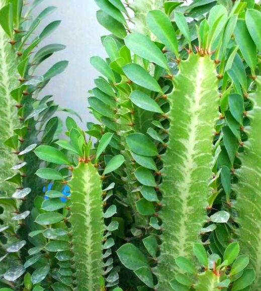 An African Milk Tree with green leaves in front of a pink wall. An African Milk Tree with green leaves in front of a pink wall.