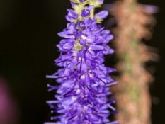 A close up of a purple Agastache flower. A close up of a purple Agastache flower.