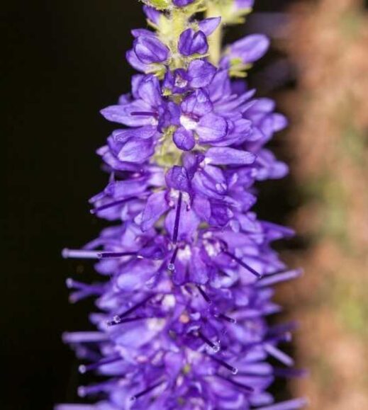 A close up of a purple Agastache flower. A close up of a purple Agastache flower.