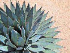 A close up of an agave plant in the desert, also known as a century plant. A close up of an agave plant in the desert, also known as a century plant.