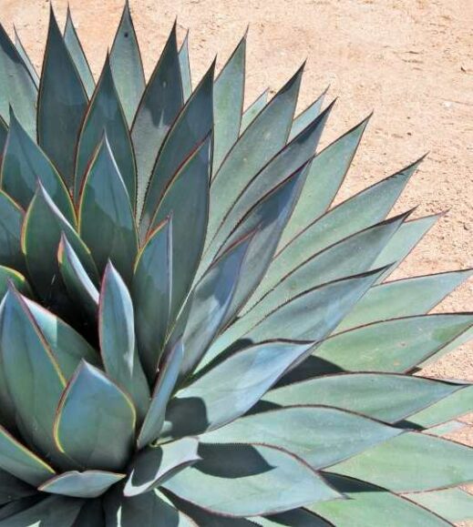 A close up of an agave plant in the desert, also known as a century plant. A close up of an agave plant in the desert, also known as a century plant.