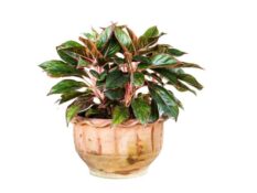 A Aglaonema Pictum plant in a pot on a white background. A Aglaonema Pictum plant in a pot on a white background.
