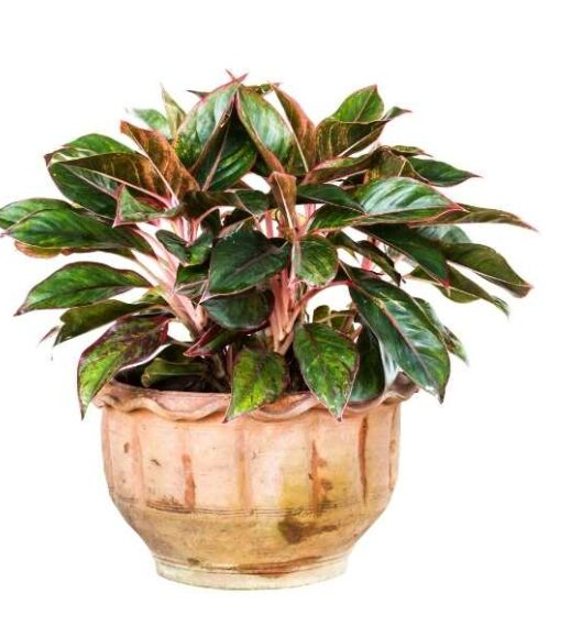 A Aglaonema Pictum plant in a pot on a white background.