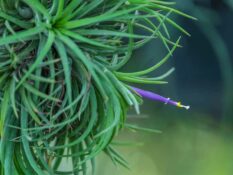 A purple Tillandsia kolbii air plant with a needle sticking out of it. A purple Tillandsia kolbii air plant with a needle sticking out of it.