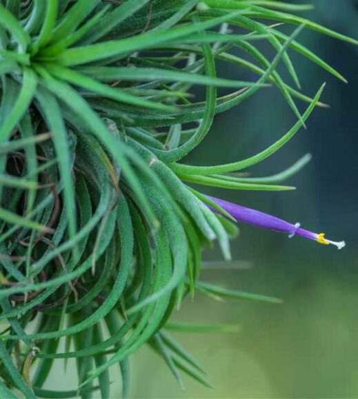 A purple Tillandsia kolbii air plant with a needle sticking out of it. A purple Tillandsia kolbii air plant with a needle sticking out of it.