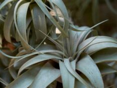 A close up of a Tillandsia cacticola in a pot. A close up of a Tillandsia cacticola in a pot.