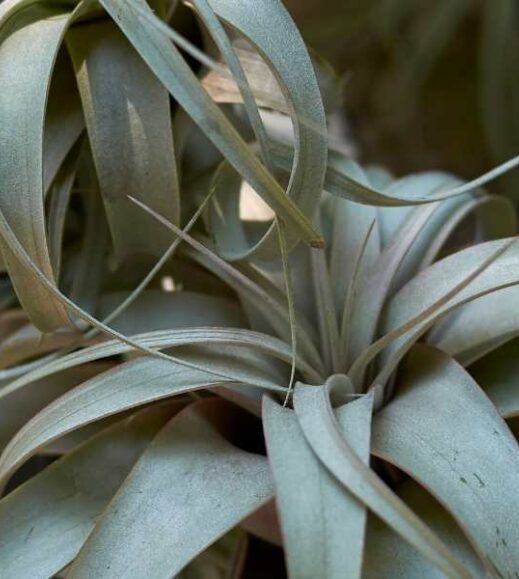 A close up of a Tillandsia cacticola in a pot. A close up of a Tillandsia cacticola in a pot.