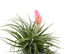 Pink Tillandsia stricta air plant on a white background. Pink Tillandsia stricta air plant on a white background.