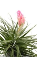 Pink Tillandsia stricta air plant on a white background.