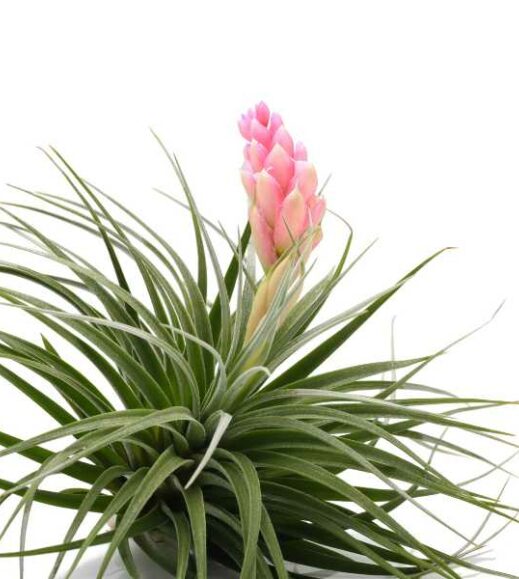 Pink Tillandsia stricta air plant on a white background. Pink Tillandsia stricta air plant on a white background.