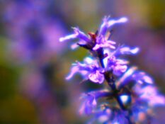 A close up of a Ajuga flower with a blurred background. A close up of a Ajuga flower with a blurred background.