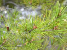 A close up of an Aleppo Pine tree with green needles. A close up of an Aleppo Pine tree with green needles.