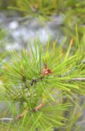 A close up of an Aleppo Pine tree with green needles.