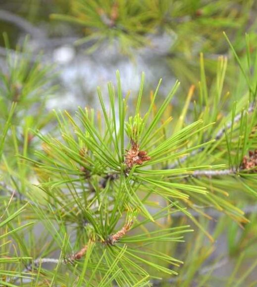 A close up of an Aleppo Pine tree with green needles. A close up of an Aleppo Pine tree with green needles.