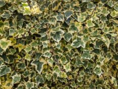 A close up of ivy leaves on a wall, showcasing the Algerian Ivy plant. A close up of ivy leaves on a wall, showcasing the Algerian Ivy plant.