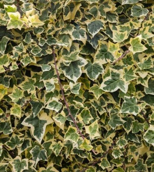 A close up of ivy leaves on a wall, showcasing the Algerian Ivy plant. A close up of ivy leaves on a wall, showcasing the Algerian Ivy plant.