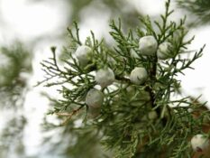 A branch of an Alligator Juniper tree with white berries. A branch of an Alligator Juniper tree with white berries.