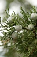 A branch of an Alligator Juniper tree with white berries.
